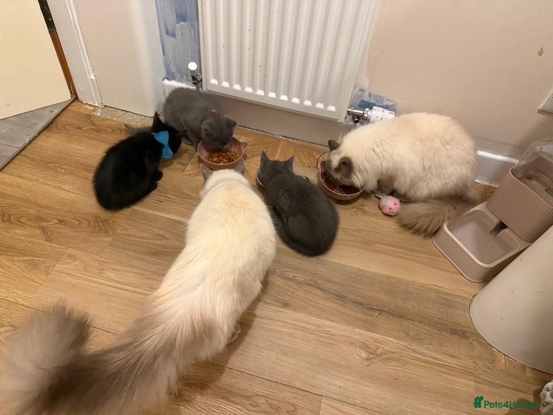 Ragdoll cats for sale: Ragdoll X boy  - Advert 9