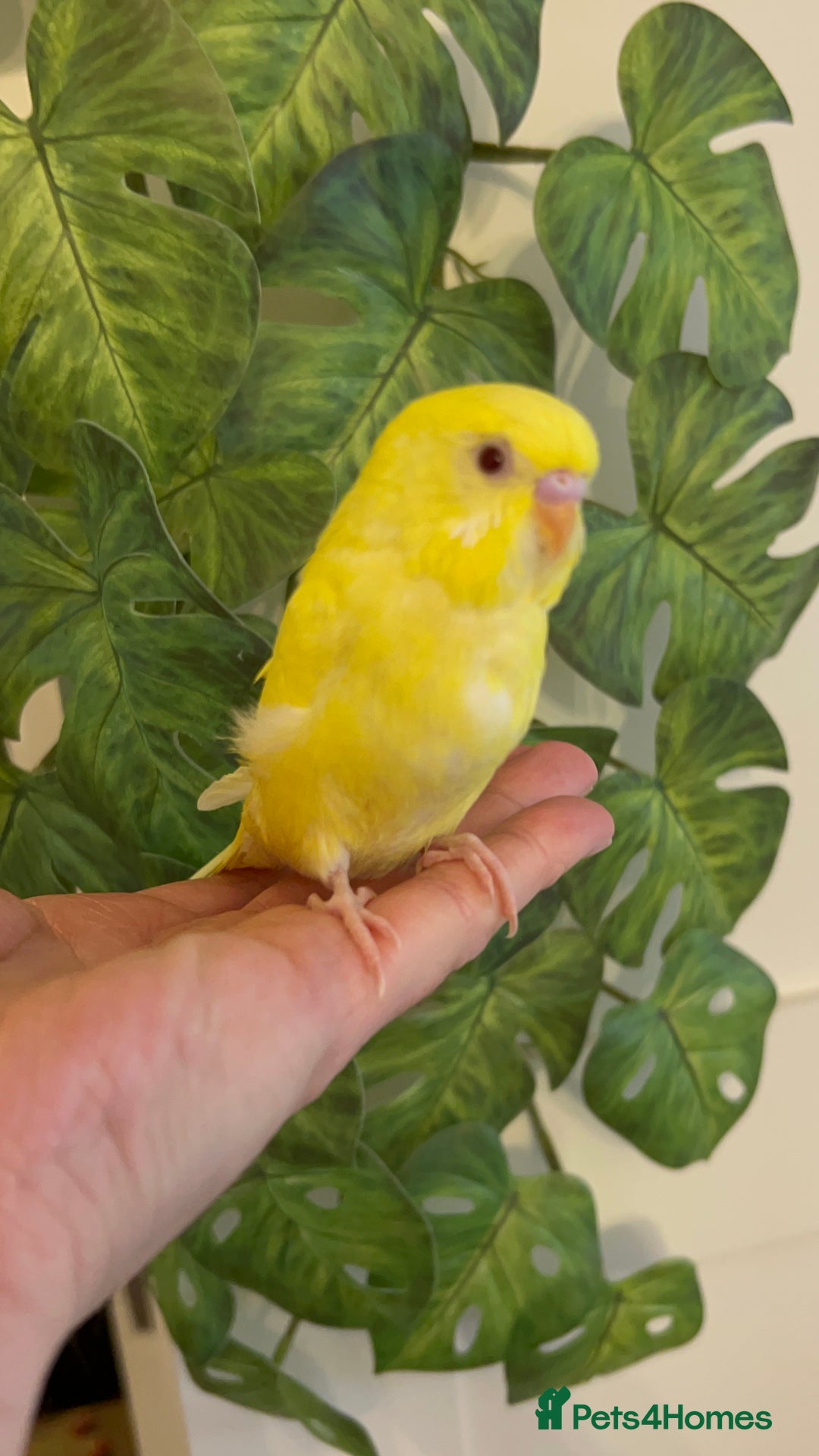 Budgerigars birds for sale: Hand reared budgies - Image 3