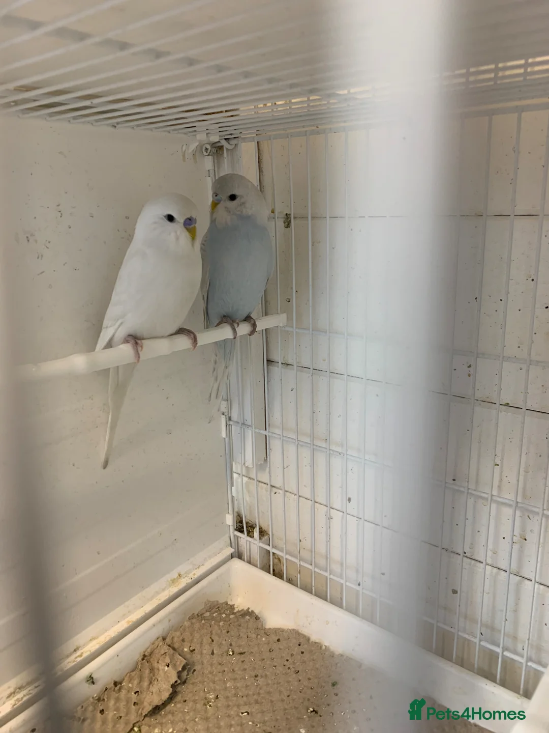 Budgerigars birds for sale:  budgies - Advert 1