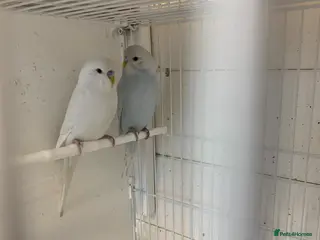 Budgerigars birds budgies - Advert 17