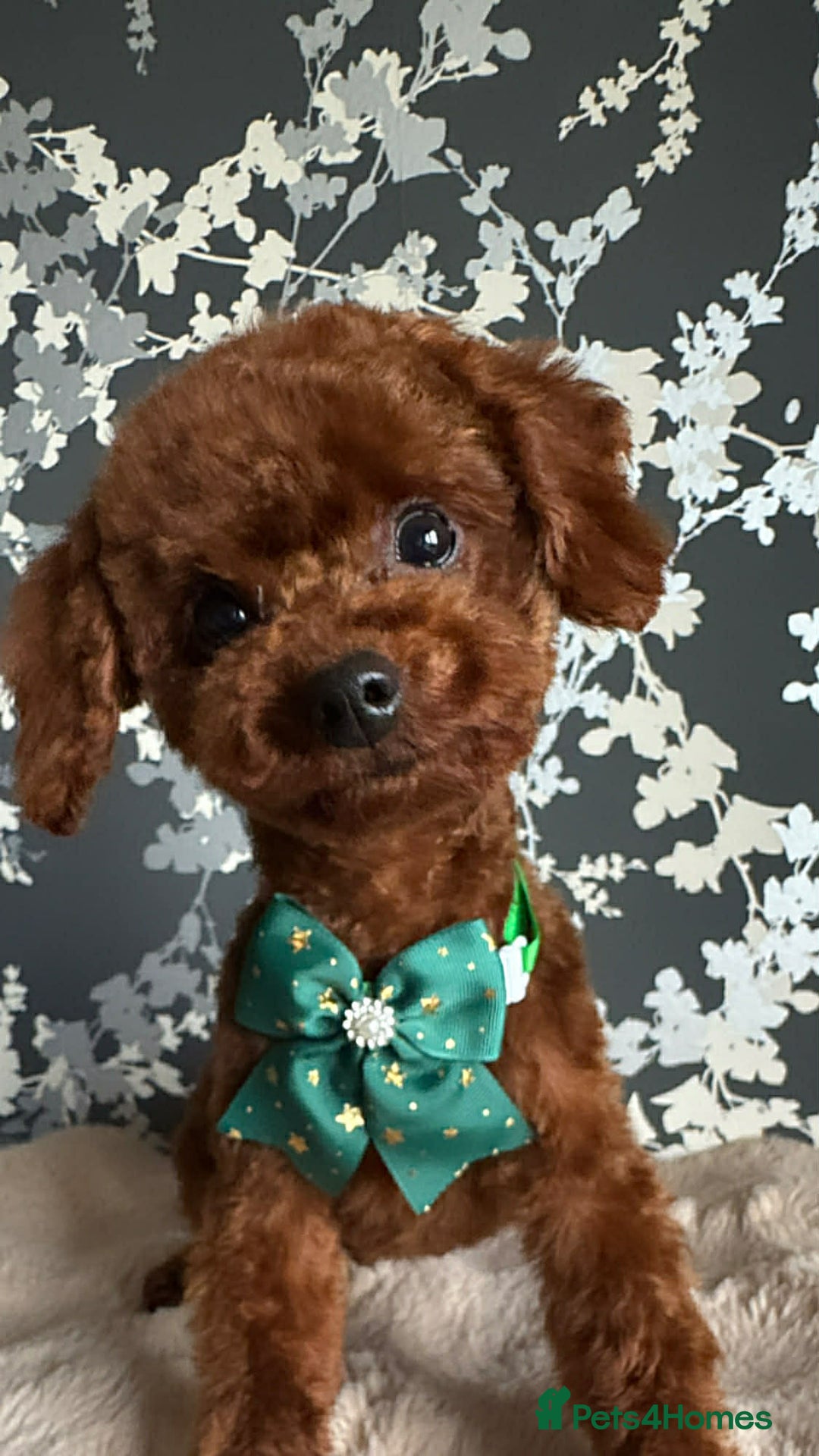 Toy Poodle dogs for sale: Beautiful Asian Toy Poodle - Advert 4