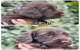 Sprocker dogs for sale: Exceptionally Bred F1 Sprockers from FTCH lines - Image 4
