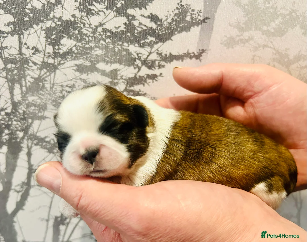 Shih Tzu dogs for sale: Imperial Shih Tzu puppie  - Advert 6