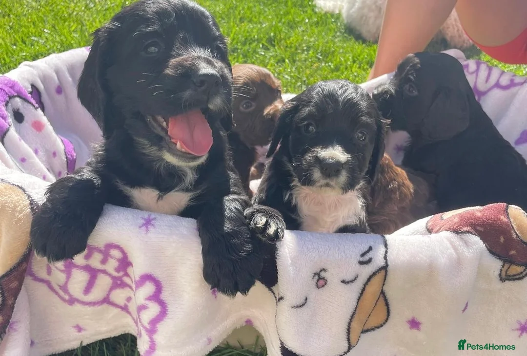 Cocker Spaniel dogs for sale: Beautiful pure bread cocker spaniel puppies  in West Malling - Advert 12