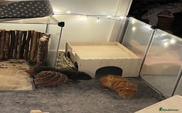 Guinea Pig rodents for sale: 2 female guinea pigs (RESERVED)  in Newport - Image 6