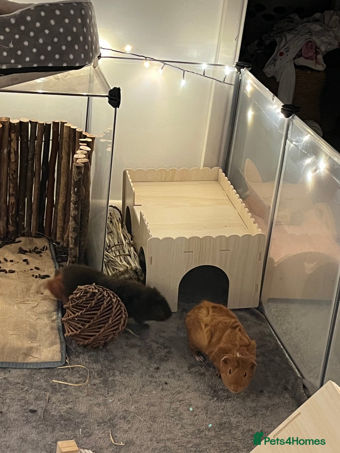 Guinea Pig rodents for sale: 2 female guinea pigs (RESERVED)  in Newport - Image 6