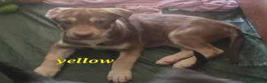 Yellow collar