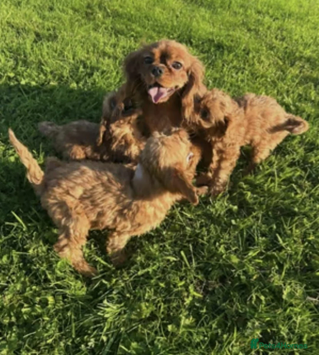 Cavapoo dogs for sale: Stunning health Tested Cavapoo puppies - Advert 4