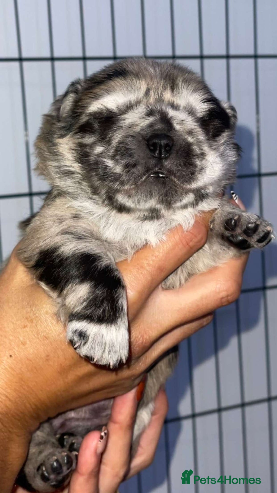 Chow Chow dogs for sale: 🐾TOP QUALITY CHOW CHOWS🐾 - Image 6