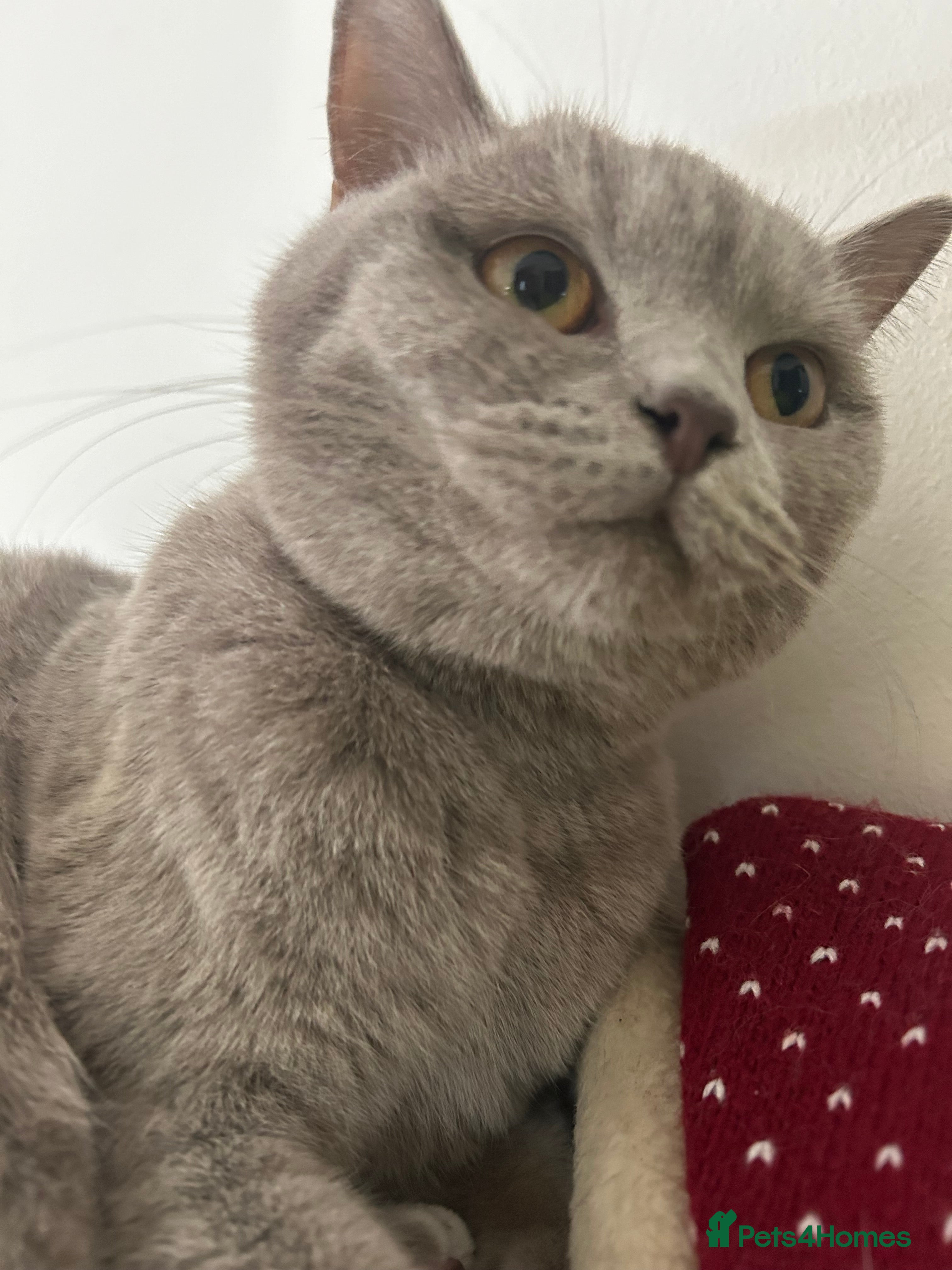 British Shorthair cats SOLD!!!! - Advert 4