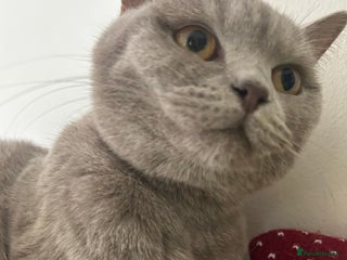 British Shorthair cats - Advert 10