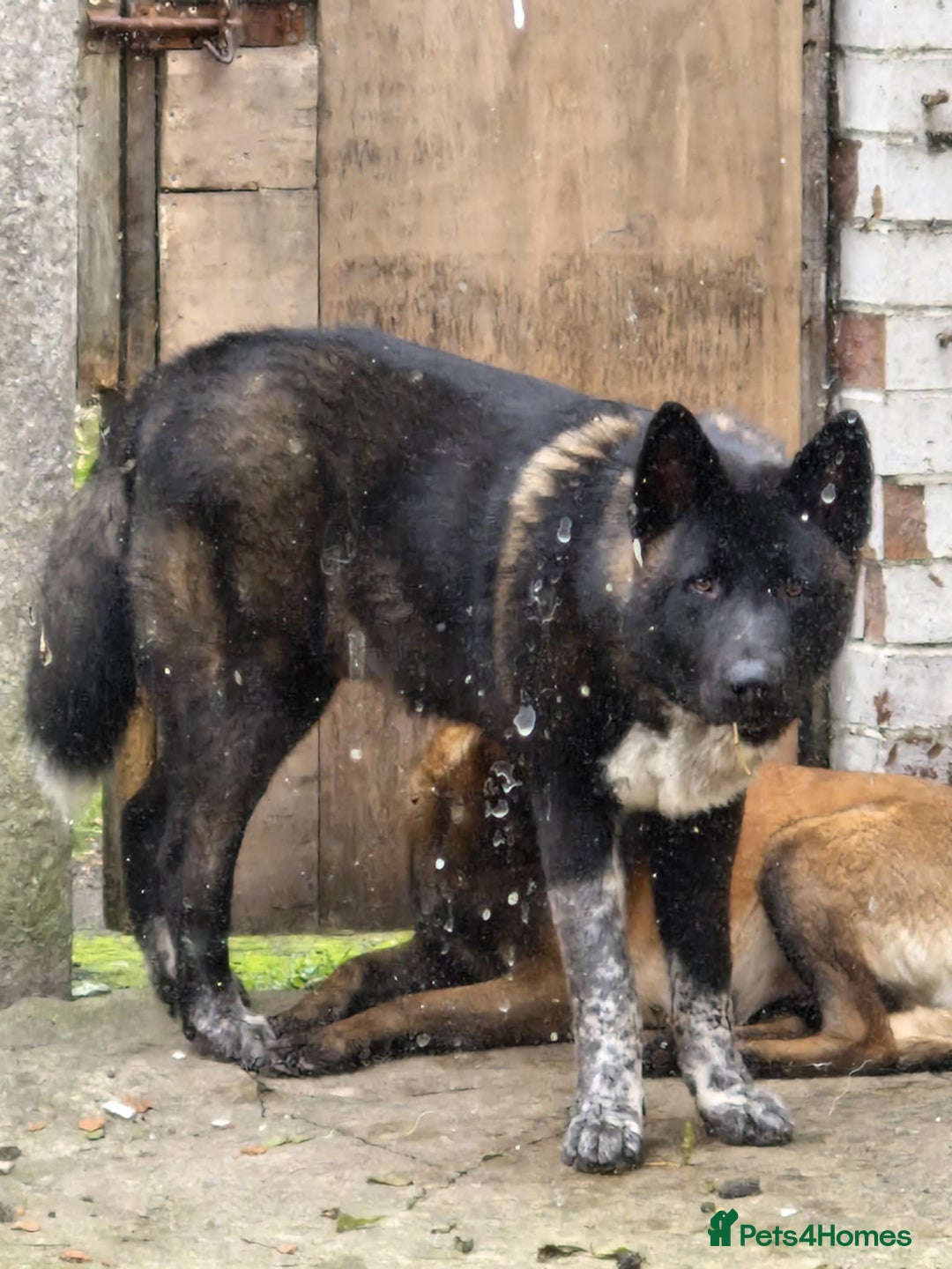 Shepsky dogs for sale: German shepherd husky - Advert 3