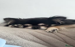 Chihuahua dogs for stud: Long Haired Black and Tan Chihuahua For Stud - Image 6
