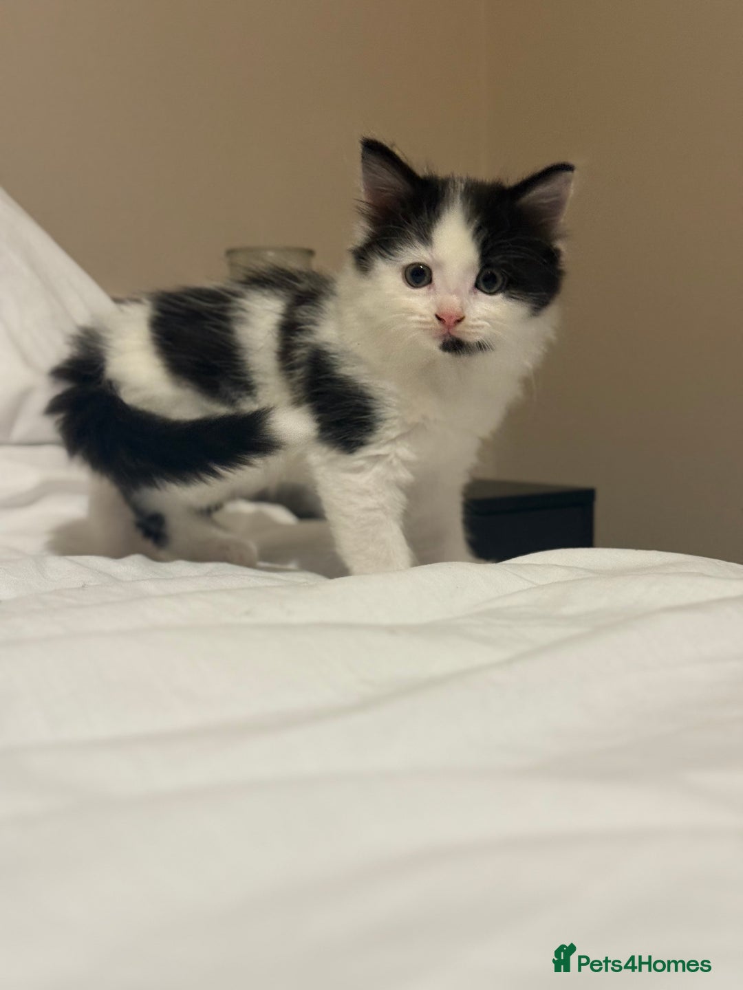 Mixed Breed cats for sale: Adorable male kitten left  - Image 3