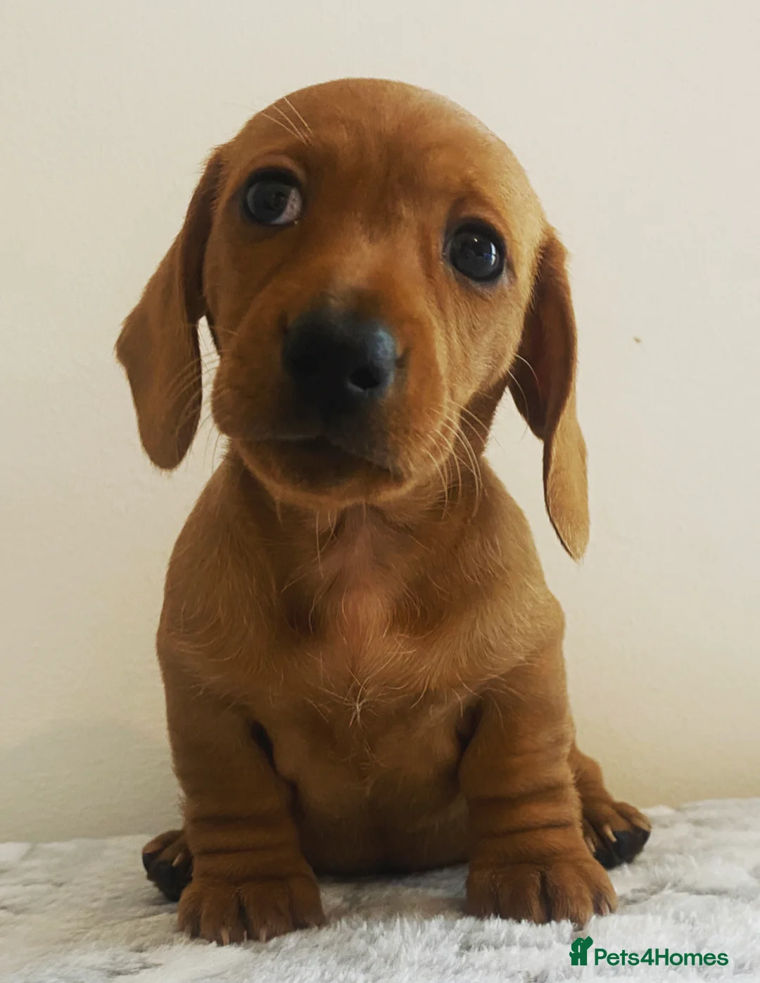 Miniature Dachshund dogs for stud: Kc reg IVDD screened pra clear mini smooth  in Newton Abbot - Advert 25