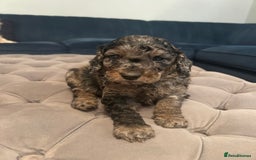 Cockapoo dogs for sale: Fb2 miniature cockapoo - Image 1