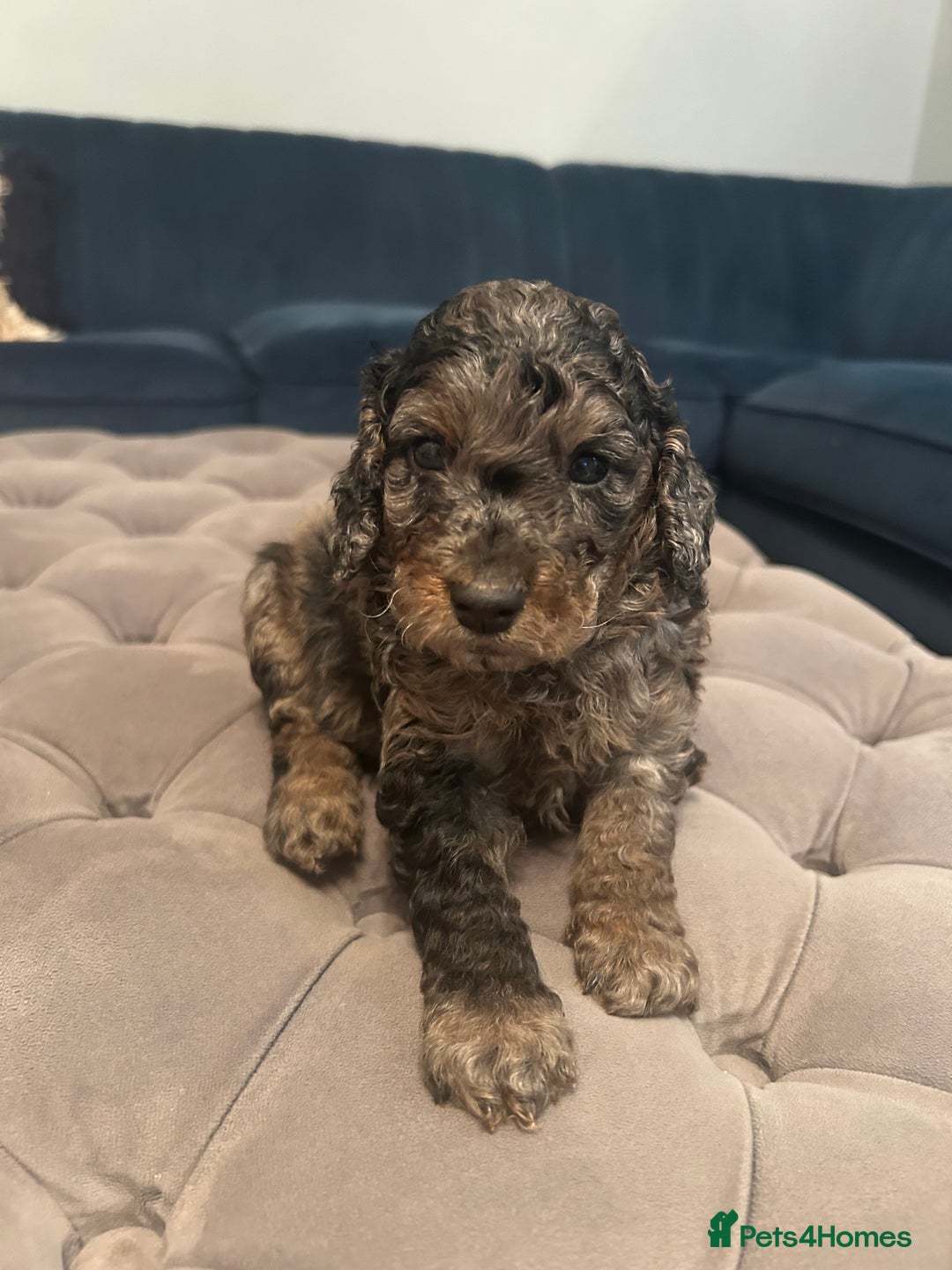Cockapoo dogs for sale: Fb2 miniature cockapoo - Image 1