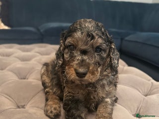 Cockapoo dogs - Advert 34