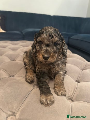 Cockapoo dogs - Advert 25