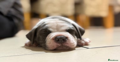 Staffordshire Bull Terrier dogs - Advert 14