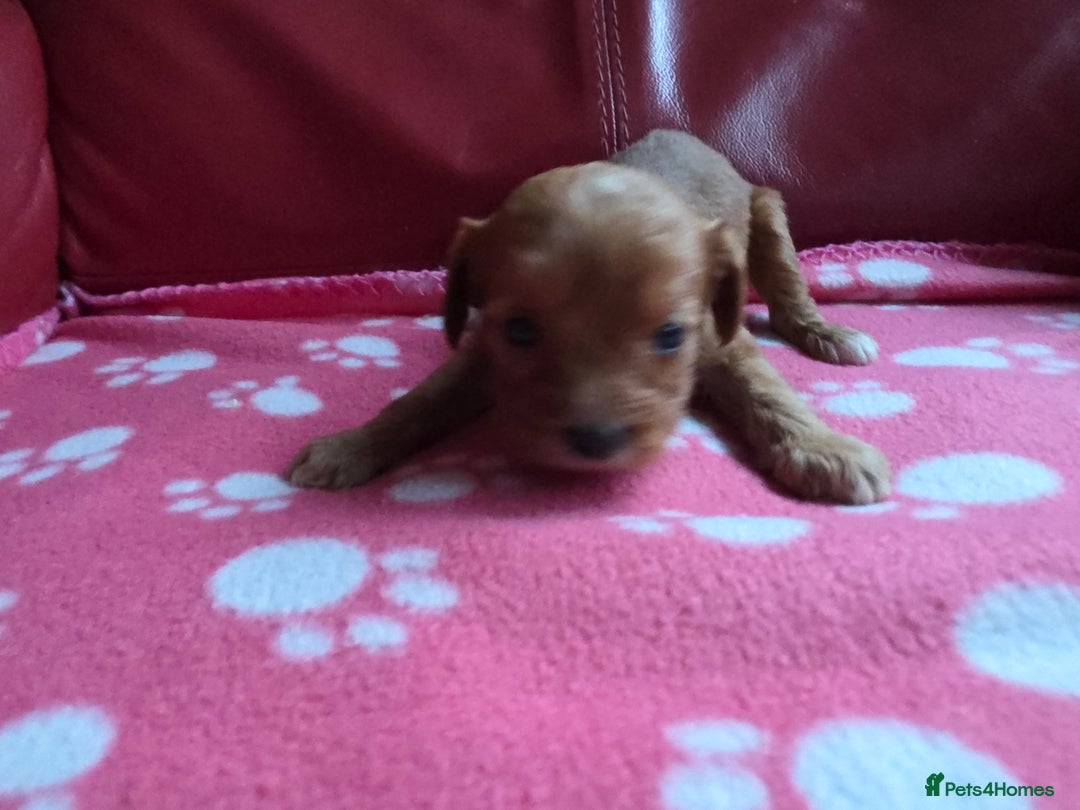 Cavapoo dogs for sale: F1 cavapoos  - Advert 7