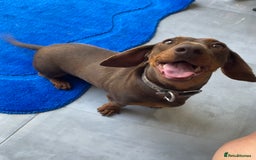 Miniature Dachshund dogs for sale: Isabella Dachshund Boys  - Image 8