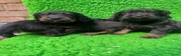 Cocker Spaniel dogs for sale: Exceptional working line KC Cocker spaniel pups - Advert 4