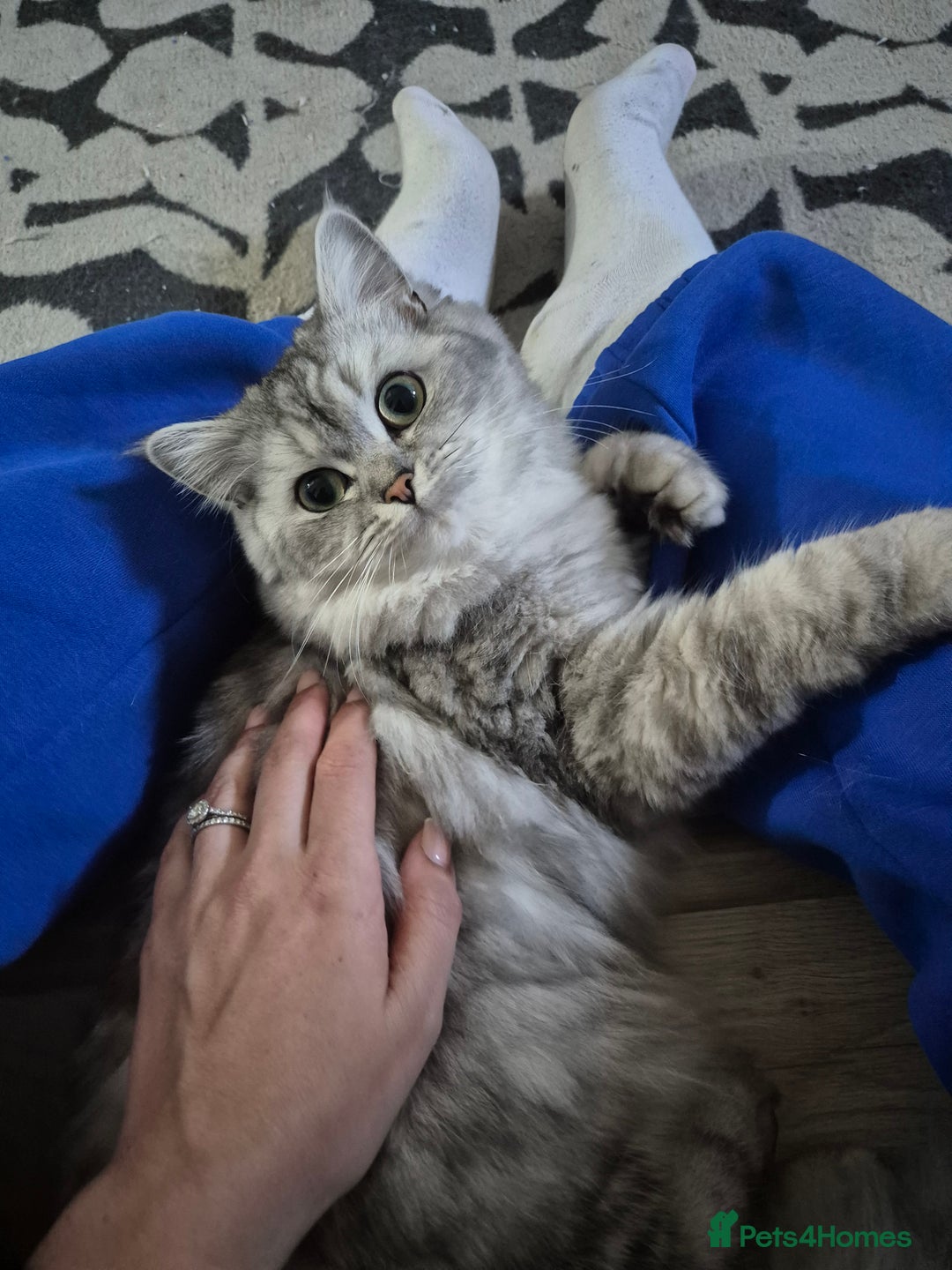 Mixed Breed cats for sale: Ragdoll/Chinchilla Cat for sale - indoor  - Image 5