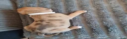 Mixed Breed dogs for sale: Lurcher pups - Advert 11