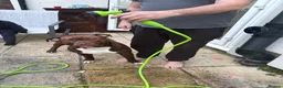 Mixed Breed dogs for sale: Woody  - Advert 15