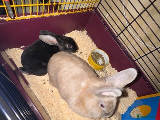 Rex rabbits 2 bonded females - Advert 1