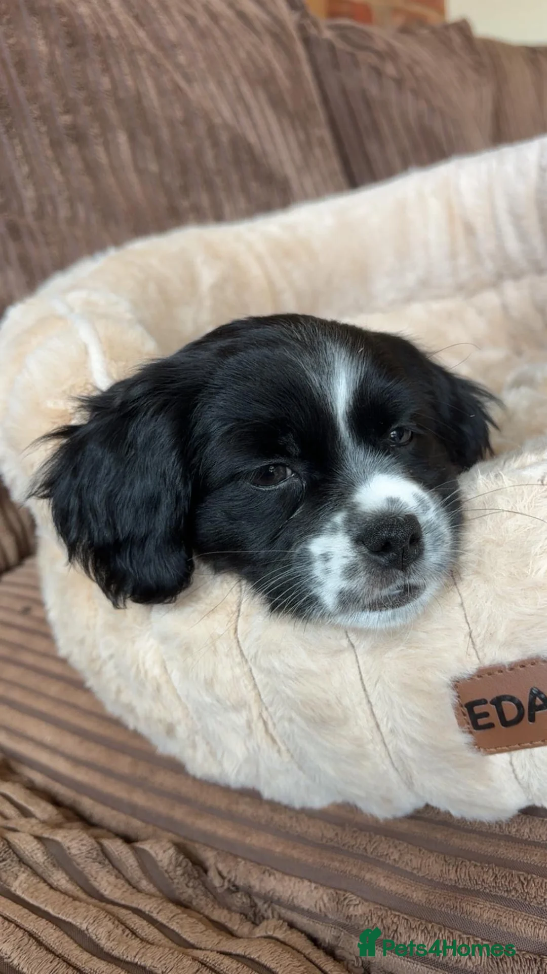 Mixed Breed dogs for sale: Gorgeous girl Cavachon x Shi Tzu puppy - Advert 2