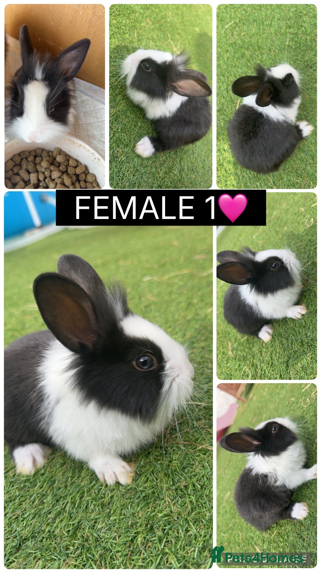 Lionhead rabbits READY NOW!! 3 Lionhead Babies - Advert 15
