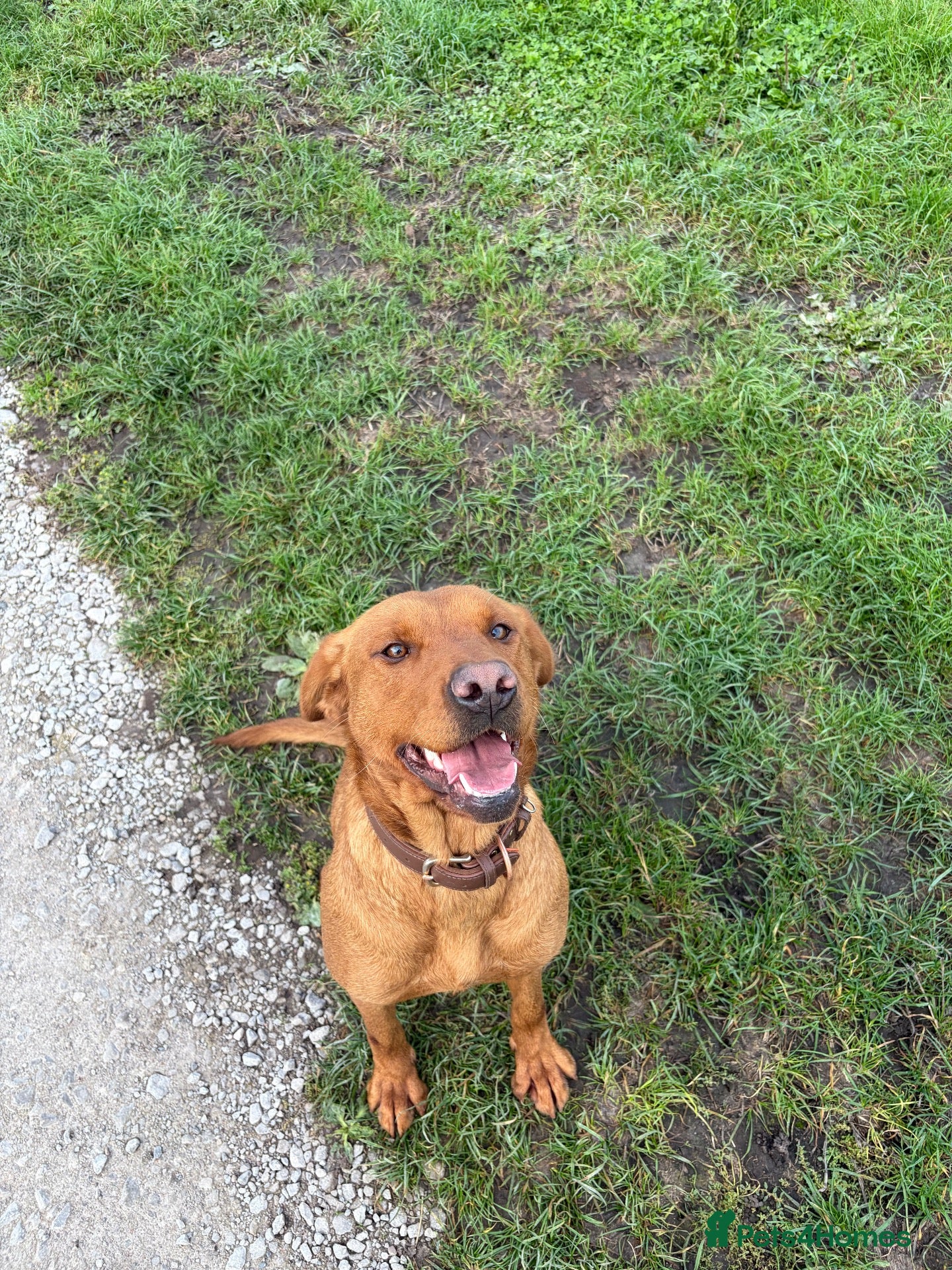 Labrador Retriever dogs KC registered Health Tested Red Labrador Female - Advert 15