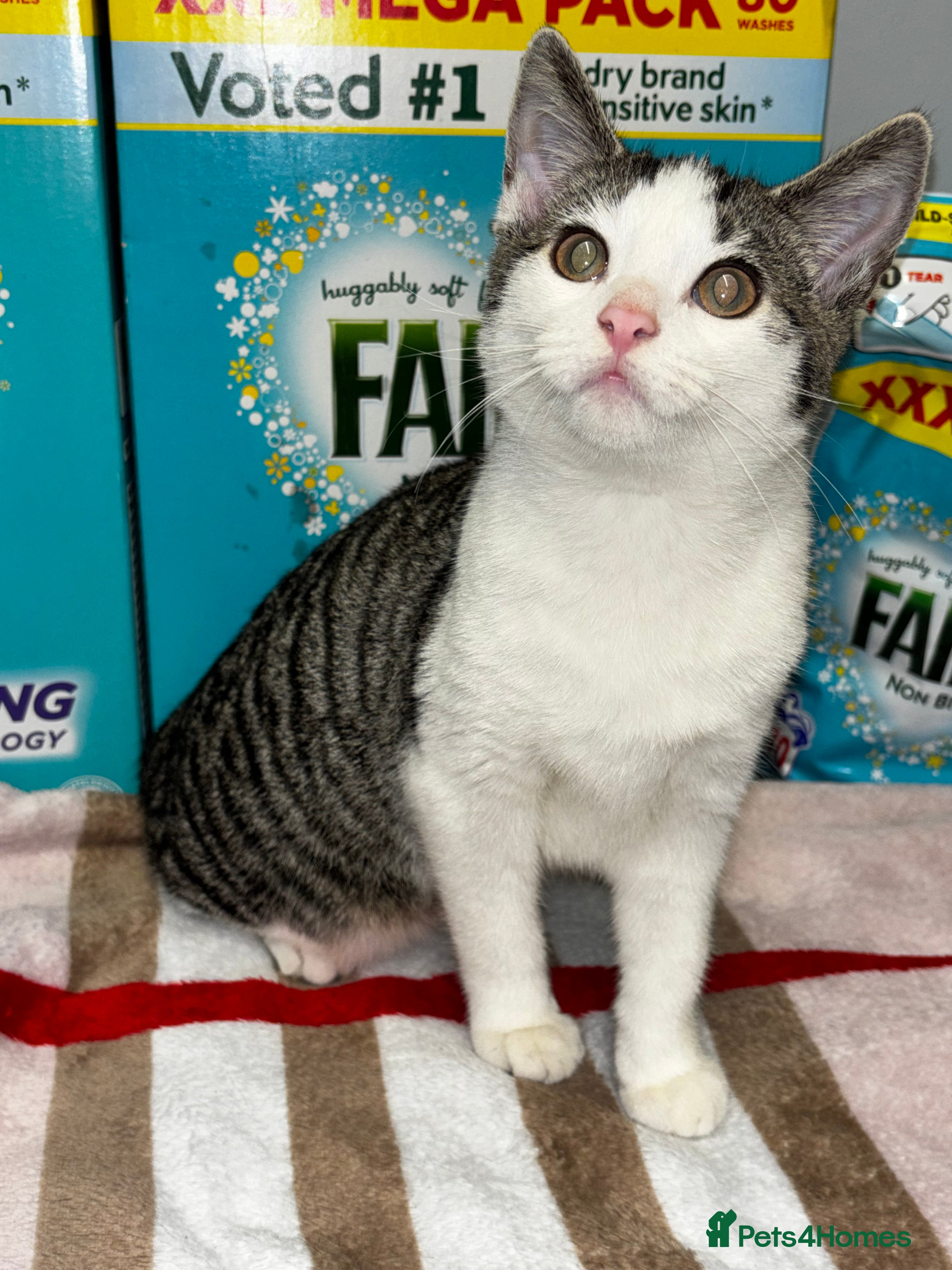 Mixed Breed cats Linda & London - Advert 8