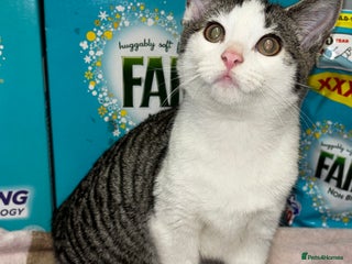 Mixed Breed cats Linda & London - Advert 10