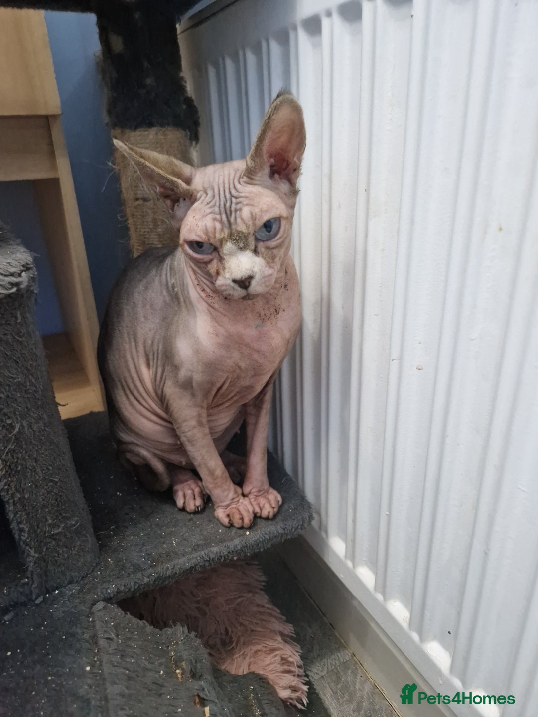 Sphynx cats for sale: 5 Year old canadian sphynx lady - Advert 2
