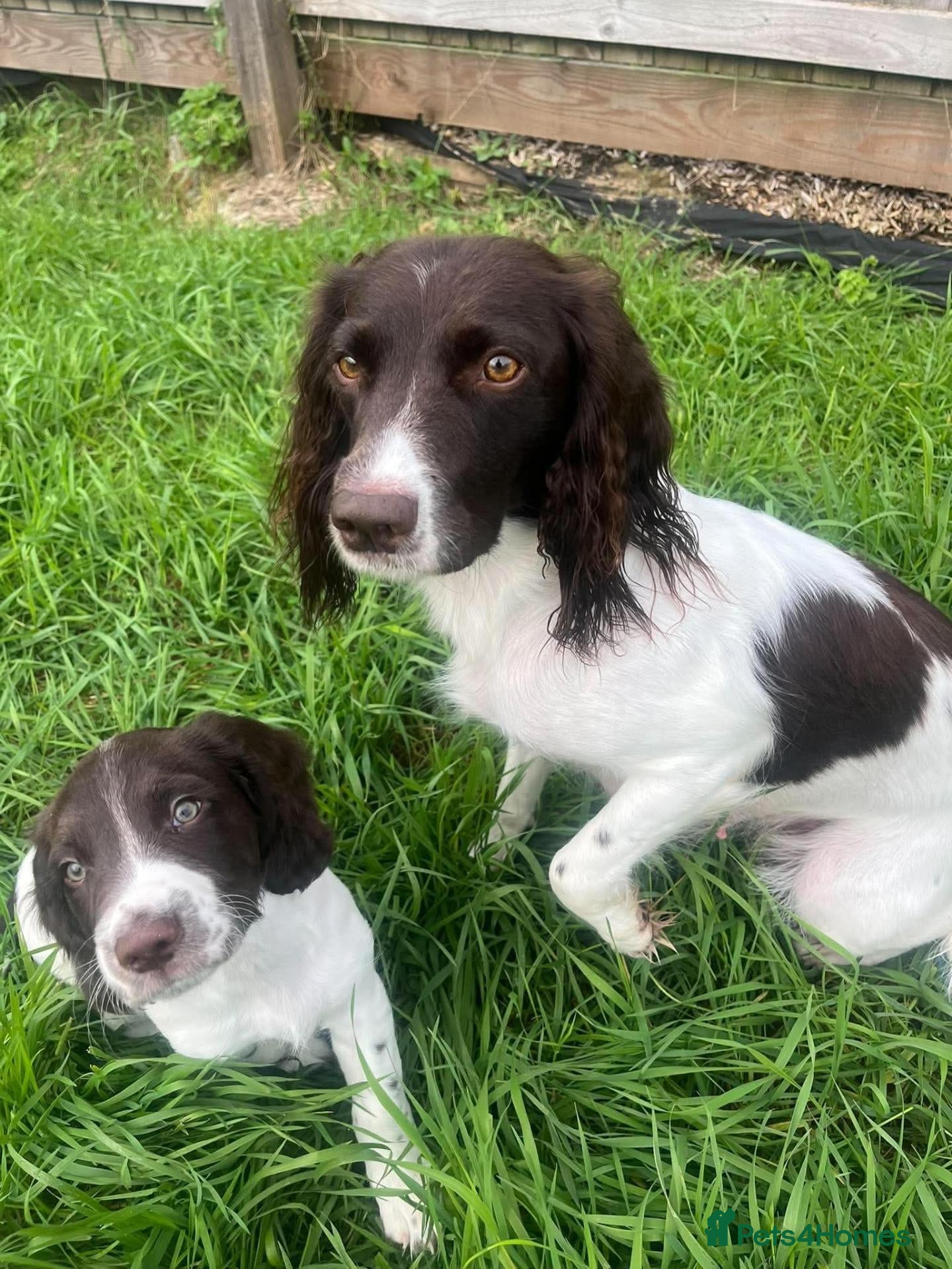 English Springer Spaniel dogs Springer Spaniel Puppies ready for forever homes - Advert 1