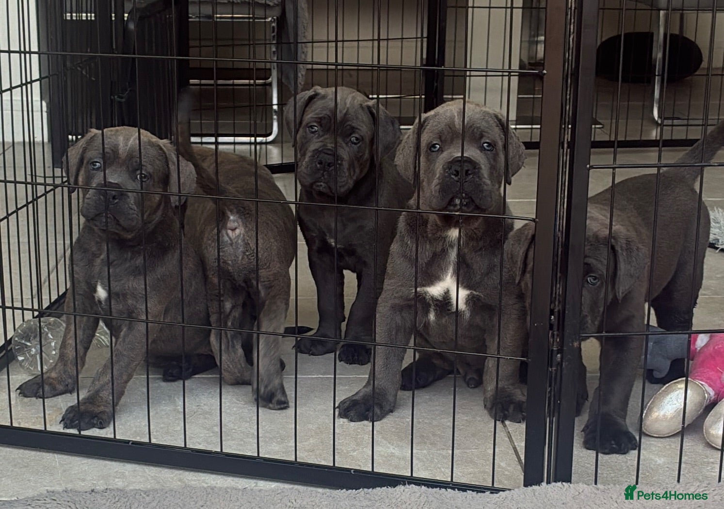 Cane Corso dogs Beautiful cane corso puppies.  - Advert 6