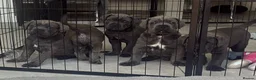 Cane Corso dogs for sale: Pure CANE CORSO BABYS . From £1000 - Advert 1