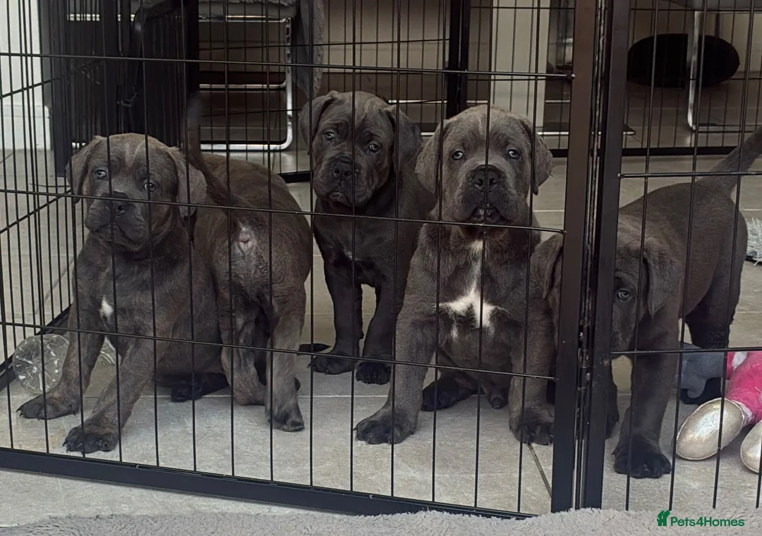 Cane Corso dogs for sale: Pure CANE CORSO BABYS . From £1000 - Advert 1