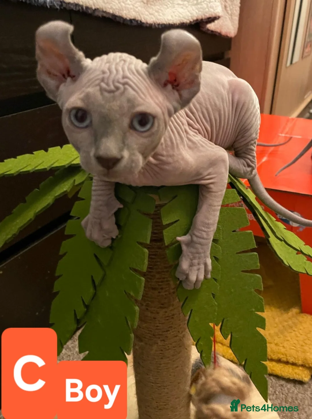 Sphynx cats for sale: Sphynx Elf kittens - Advert 3
