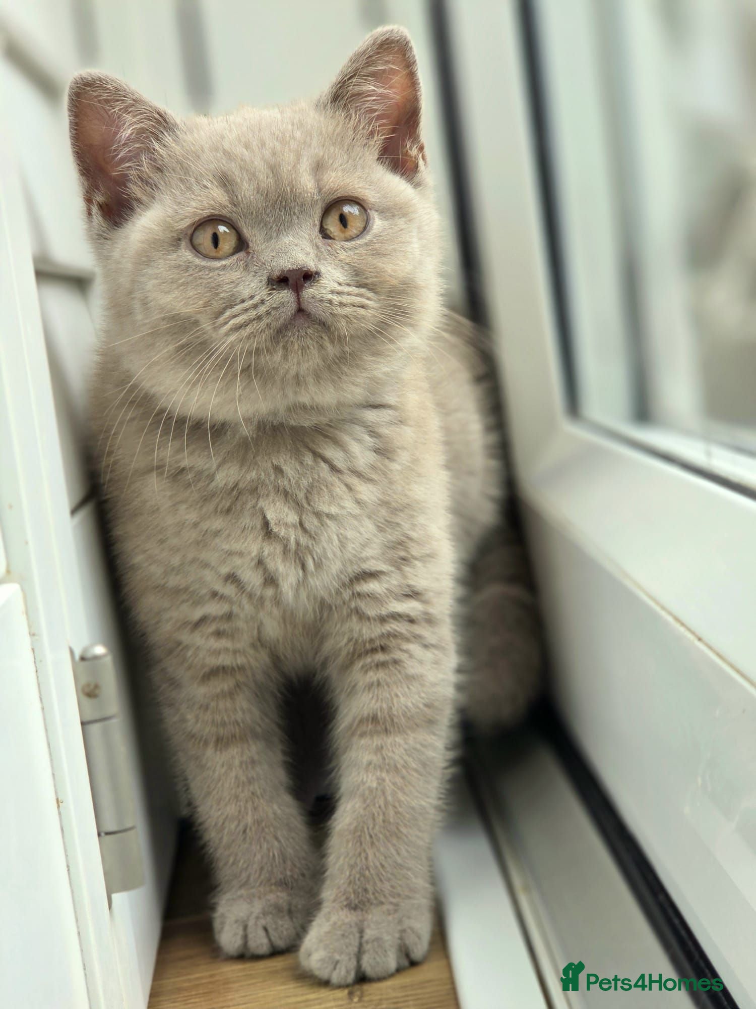 British Shorthair cats British Shorthair Lilac & Grey Blue Cute Kittens  - Advert 2