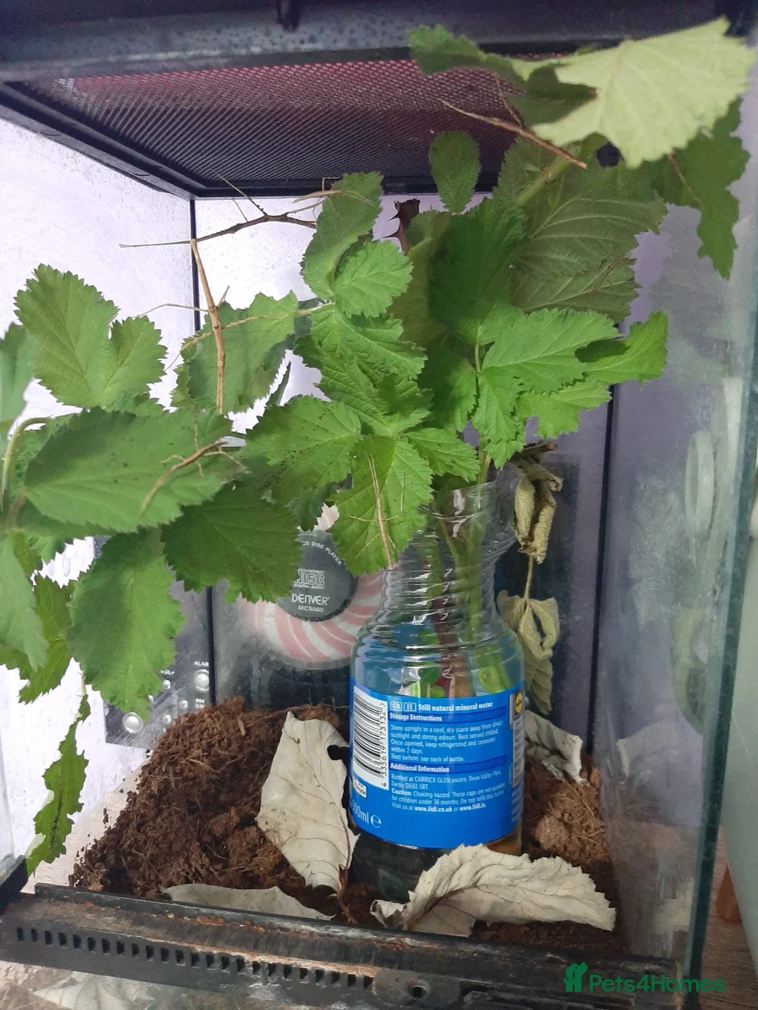 Stick Insects invertebrates for sale: Black beauty stick insects for sale in Luton - Advert 2