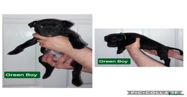 Staffordshire Bull Terrier dogs 3 Stunning, Chunky KC SBT'S - Advert 4