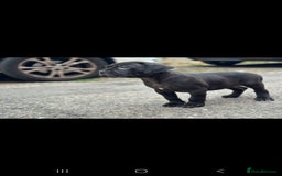 Cane Corso dogs for sale: Last 3 of the 10 cane cane corso puppys left  - Image 8