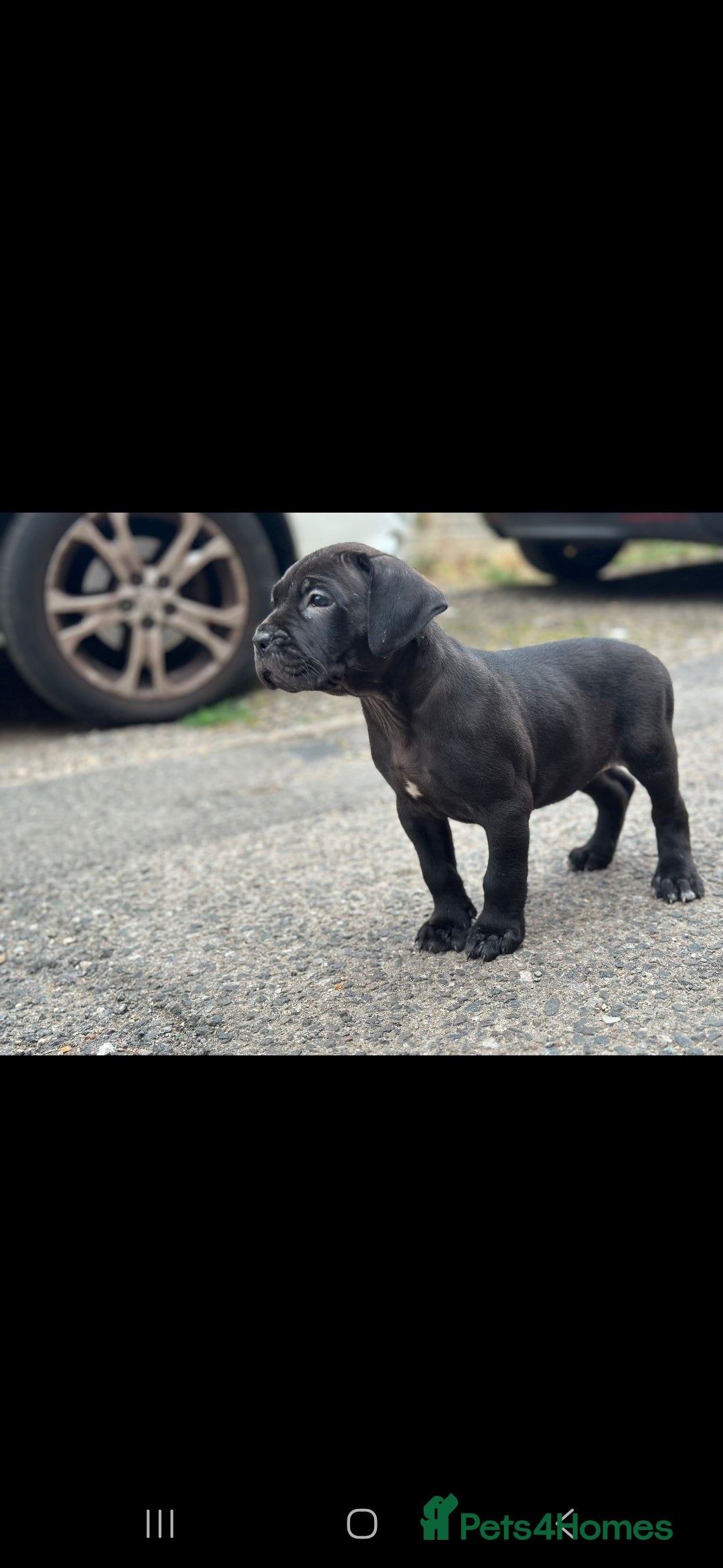 Cane Corso dogs for sale: Last 3 of the 10 cane cane corso puppys left  - Image 8