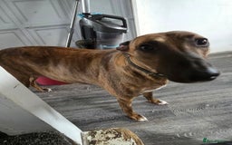 Mixed Breed dogs for sale: Corso x  - Image 5