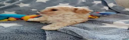 Maltipoo dogs for sale: Golden Maltipoo puppy's  in Manchester - Advert 10