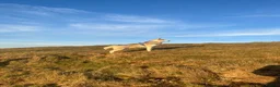 Siberian Husky dogs for stud: Proven Siberian Husky Stud - Advert 10